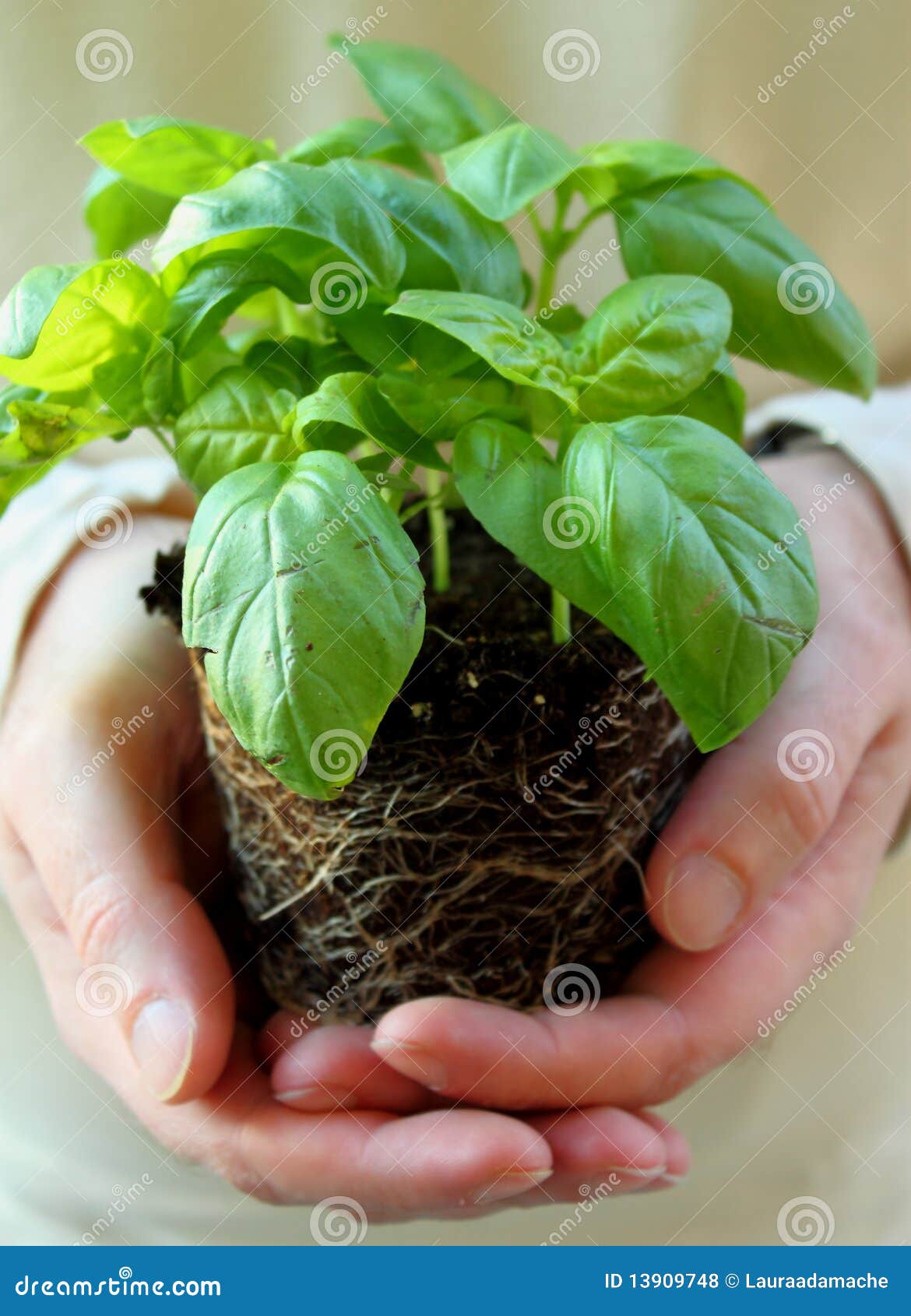 Fresh baby basil stock photo. Image of basil, fragrant 13909748