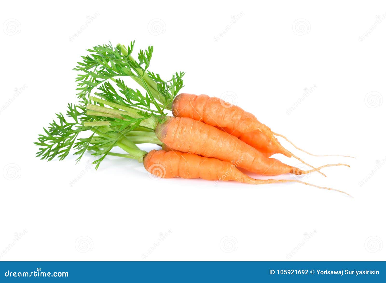 Fresh Baby Carrot with Stem on White Background Stock Photo Image of healthy, organic 105921692
