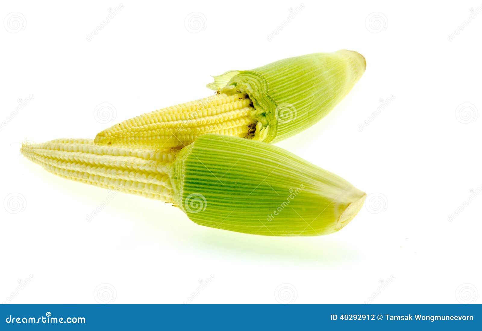 Fresh Baby Corns Isolated on White Background Stock Photo Image of cook, healthy 40292912