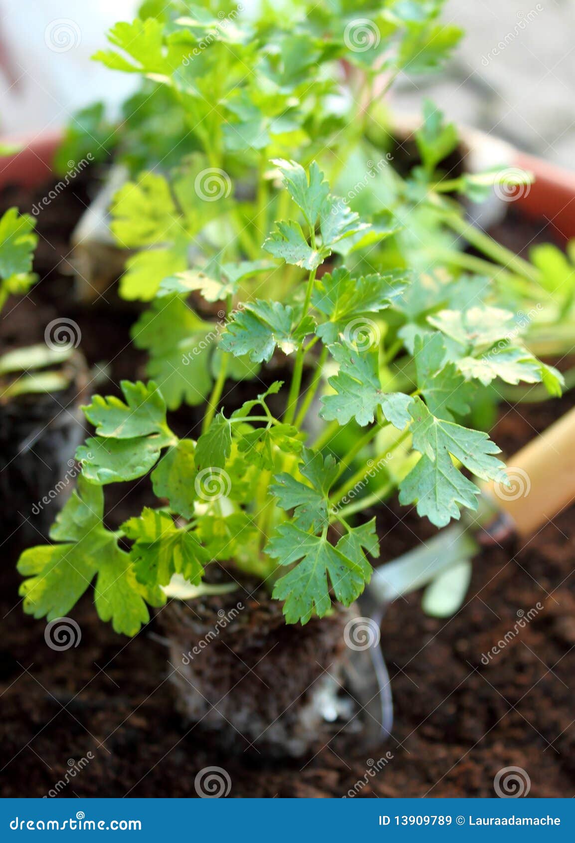 Fresh baby parsley stock image. Image of fragrant, planted 13909789