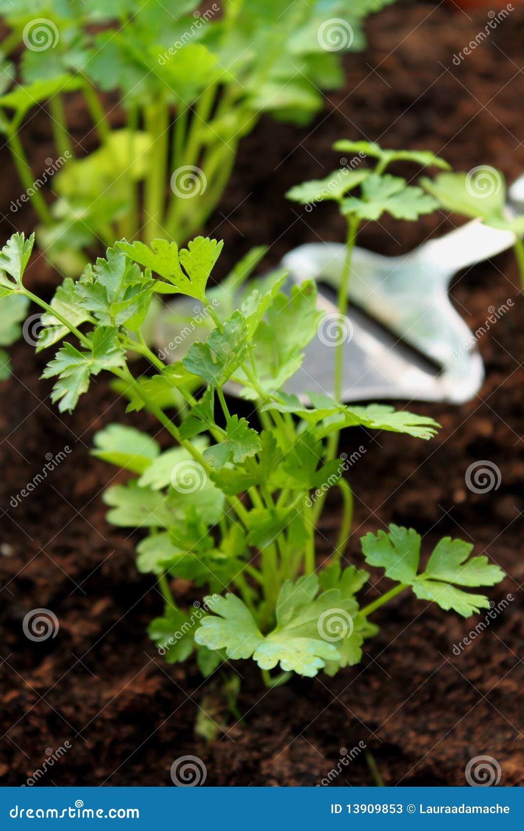 Fresh baby parsley stock image. Image of aromatic, gardening 13909853