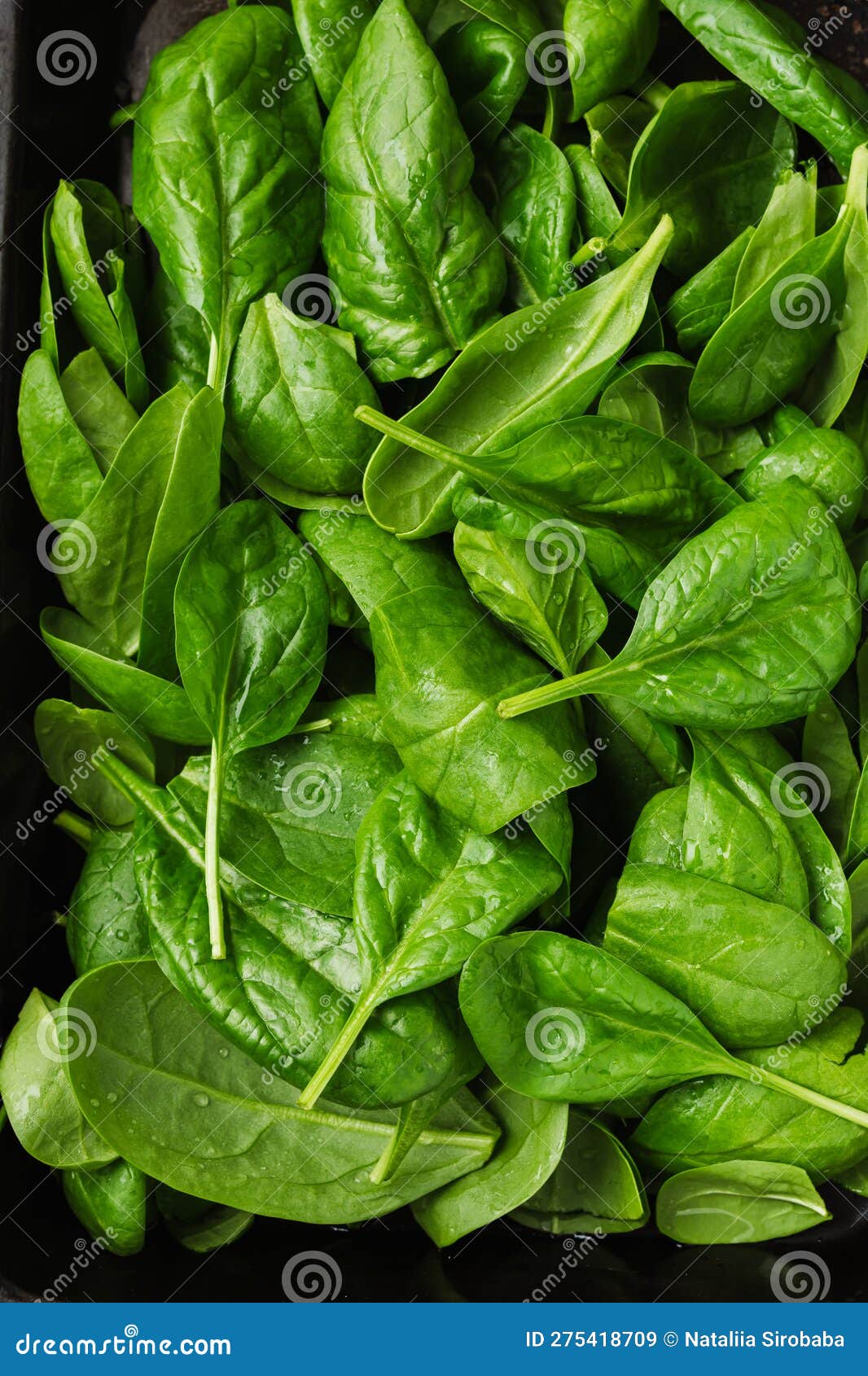 Fresh baby spinach leaves stock image. Image of health - 275418709