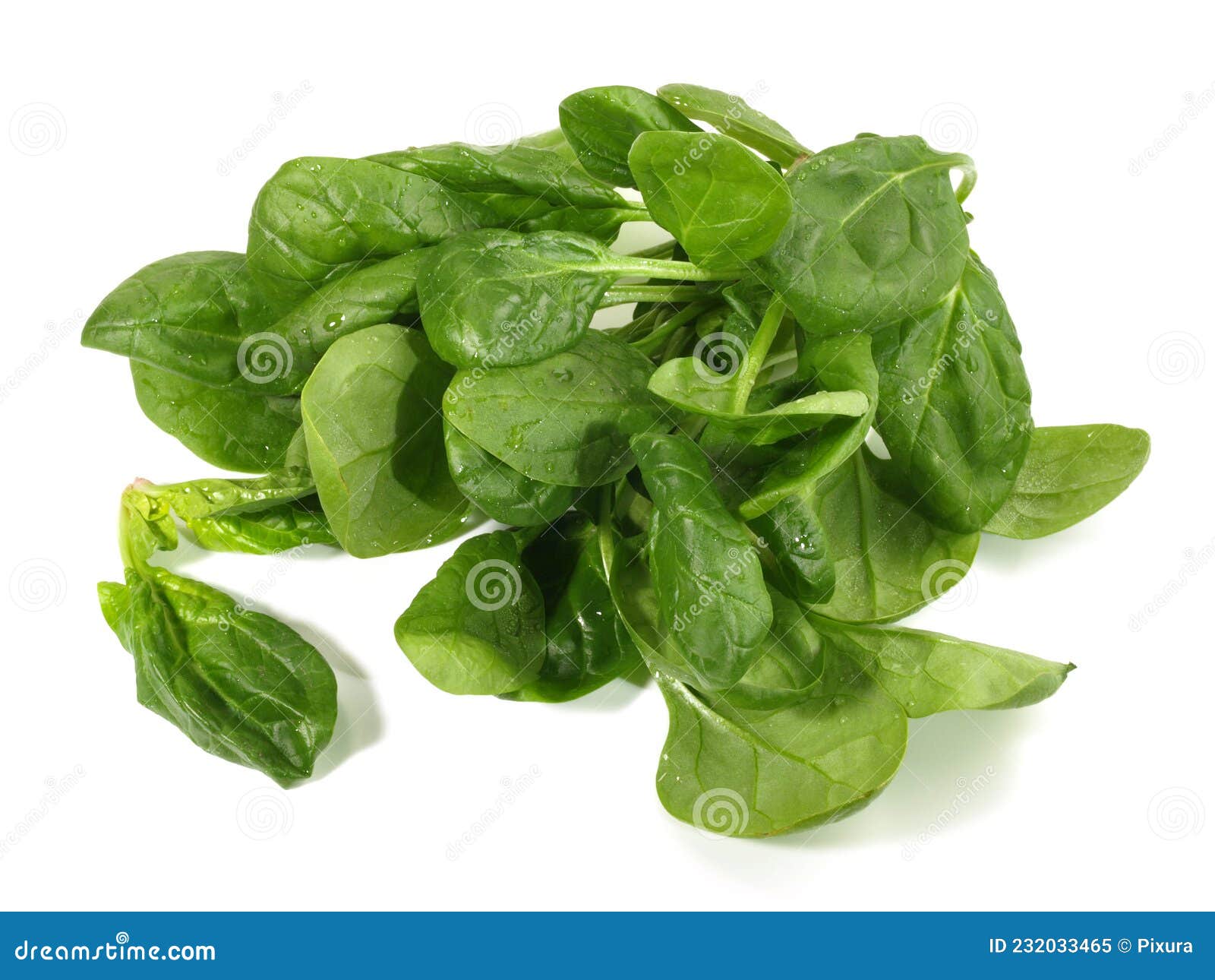 Fresh Baby Spinach on White Background Isolated Stock Image Image