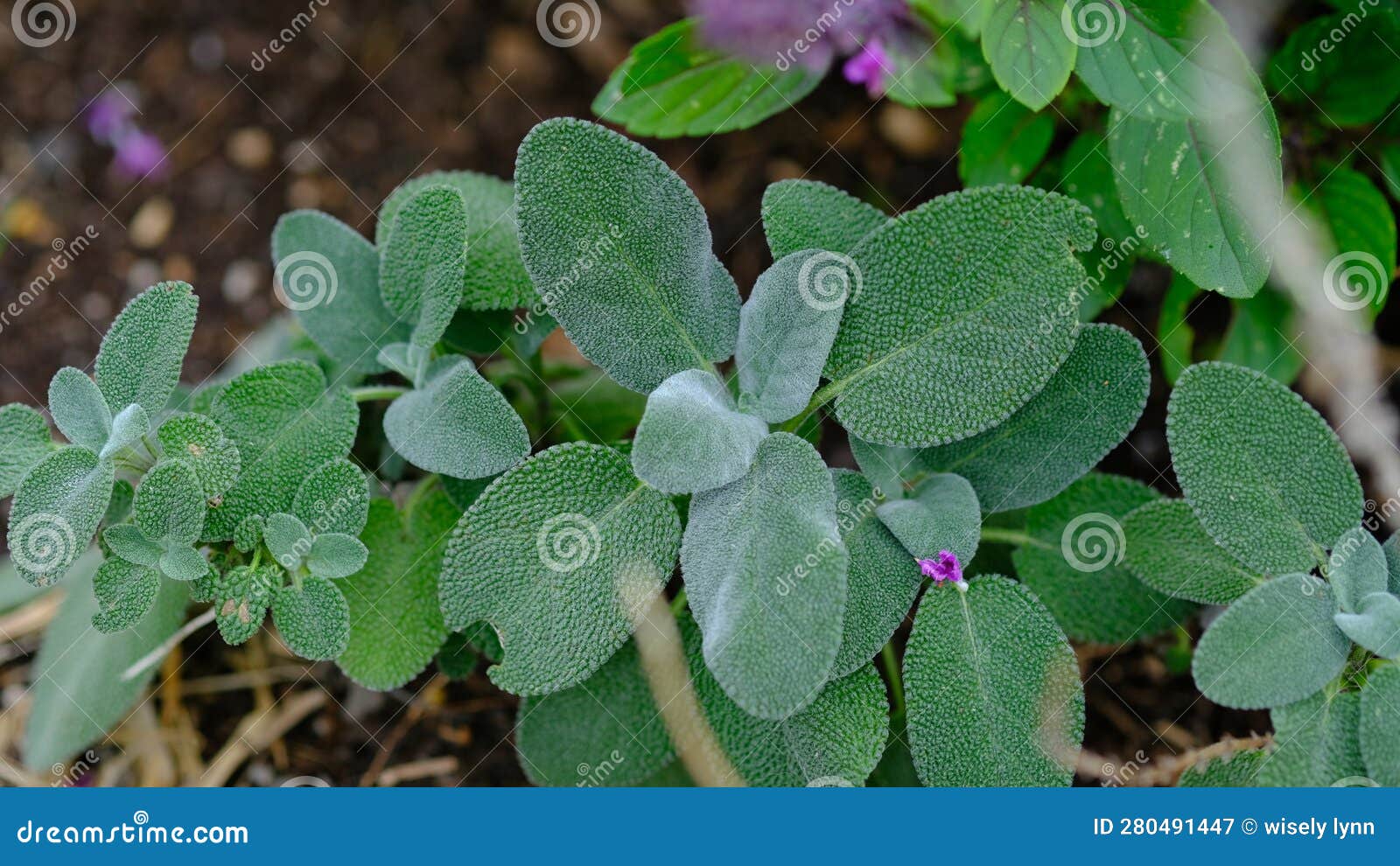 Fresh Baking Sage Plant in a Garden. Organic. Stock Image Image of