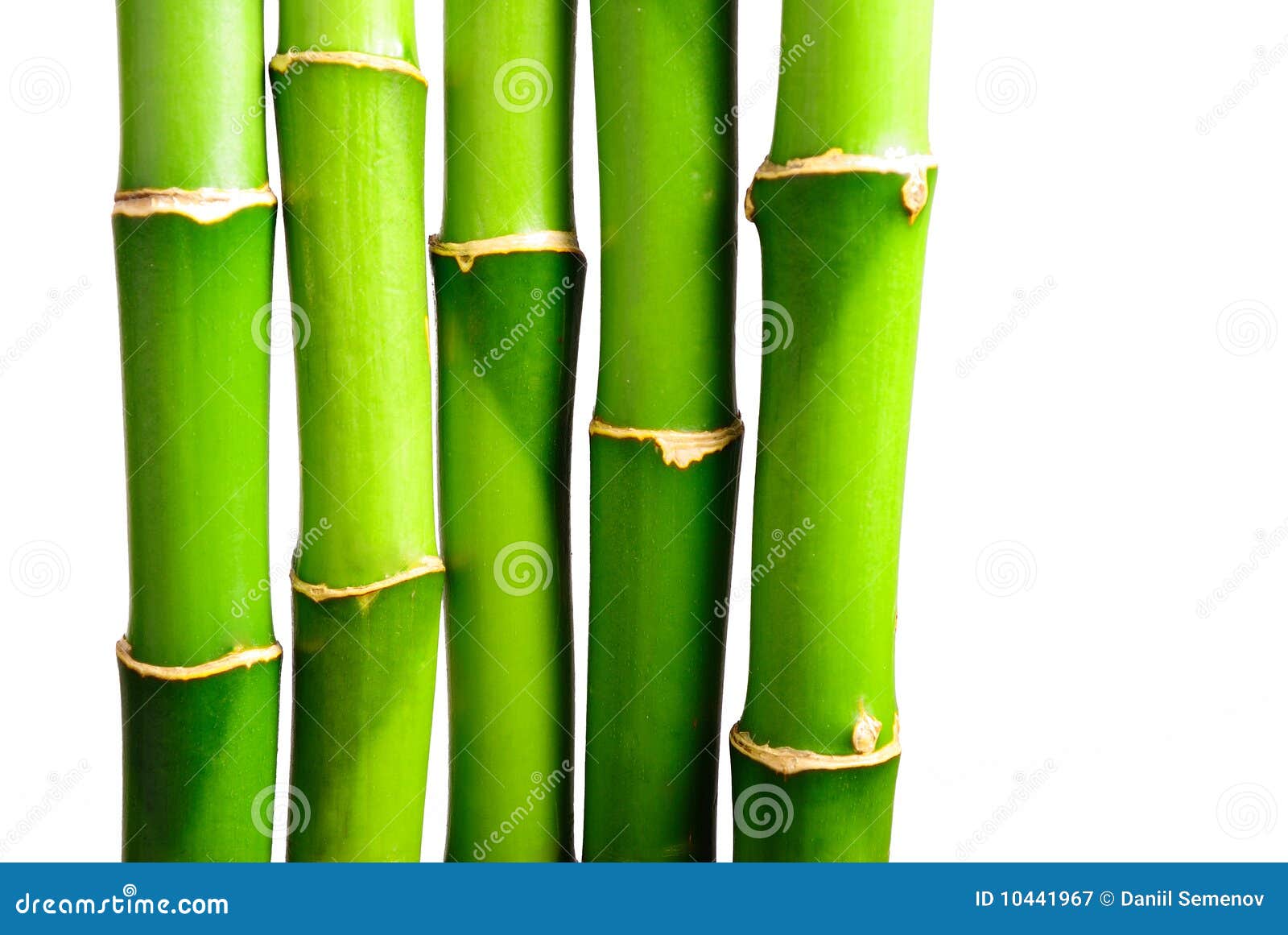 Fresh bamboo 2 stock image. Image of decoration, green 10441967