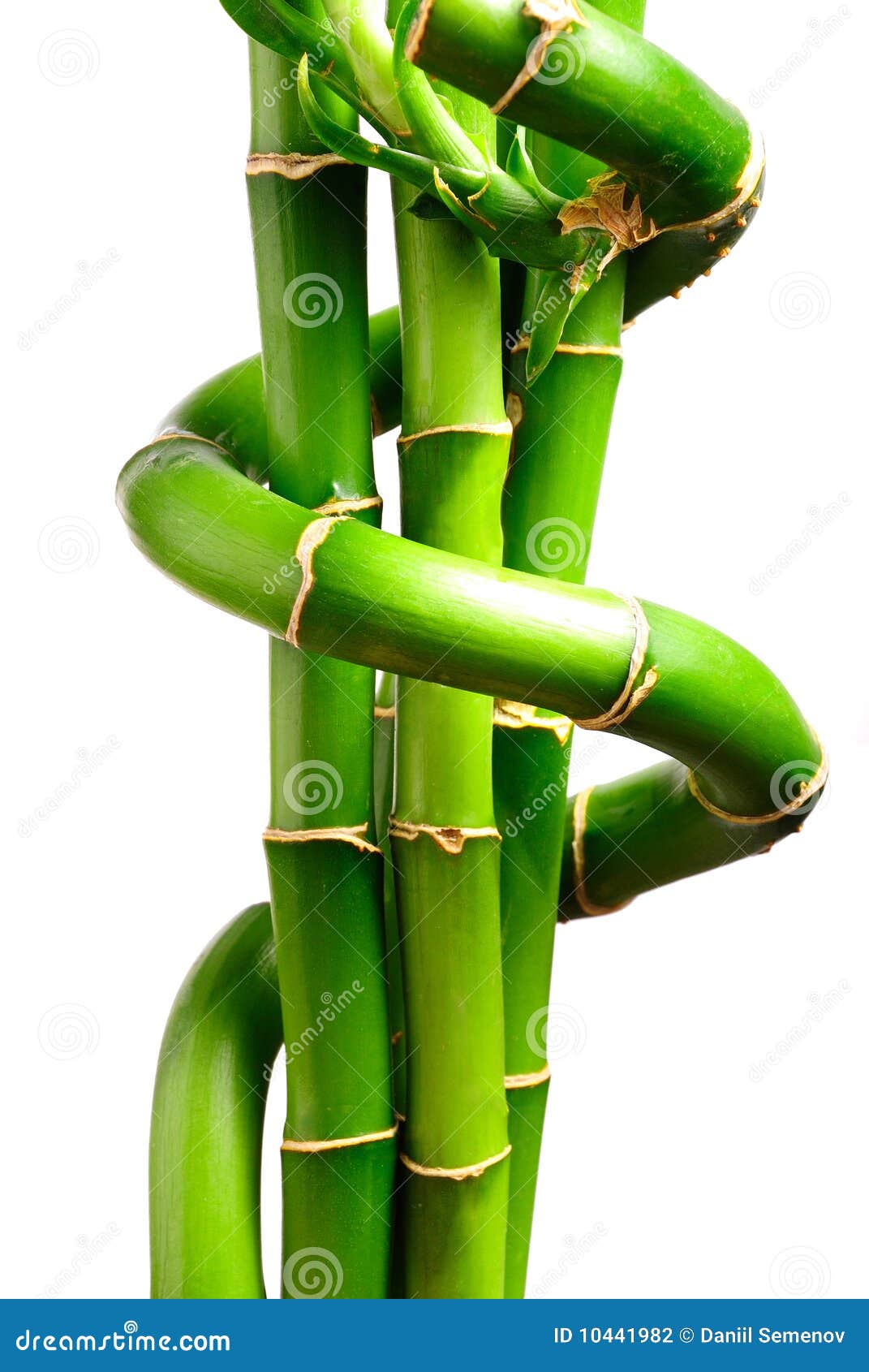 Fresh bamboo 3 stock photo. Image of green, plant, bamboo 10441982