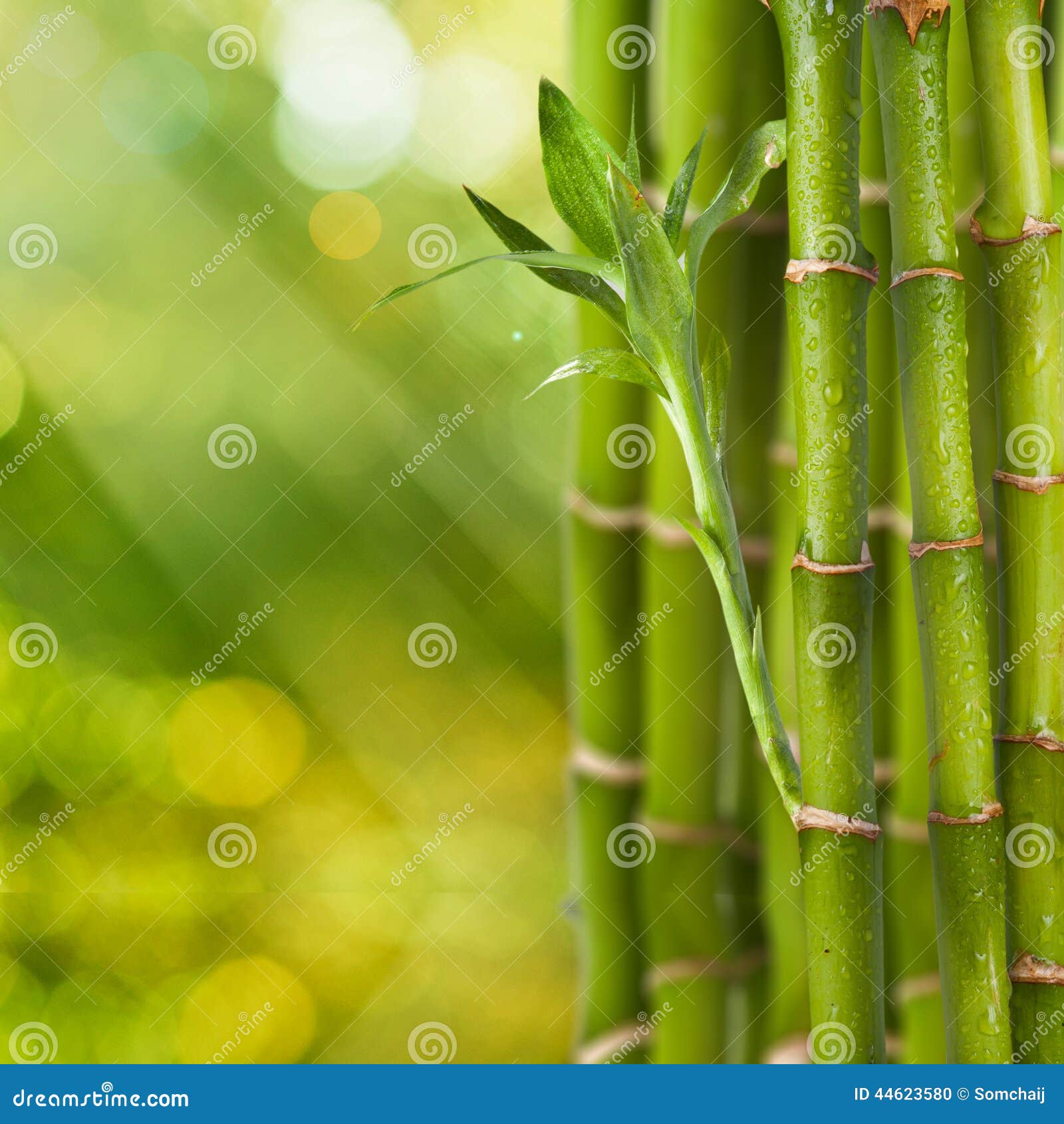Fresh Bamboo stock photo. Image of fresh, luck, botanical 44623580