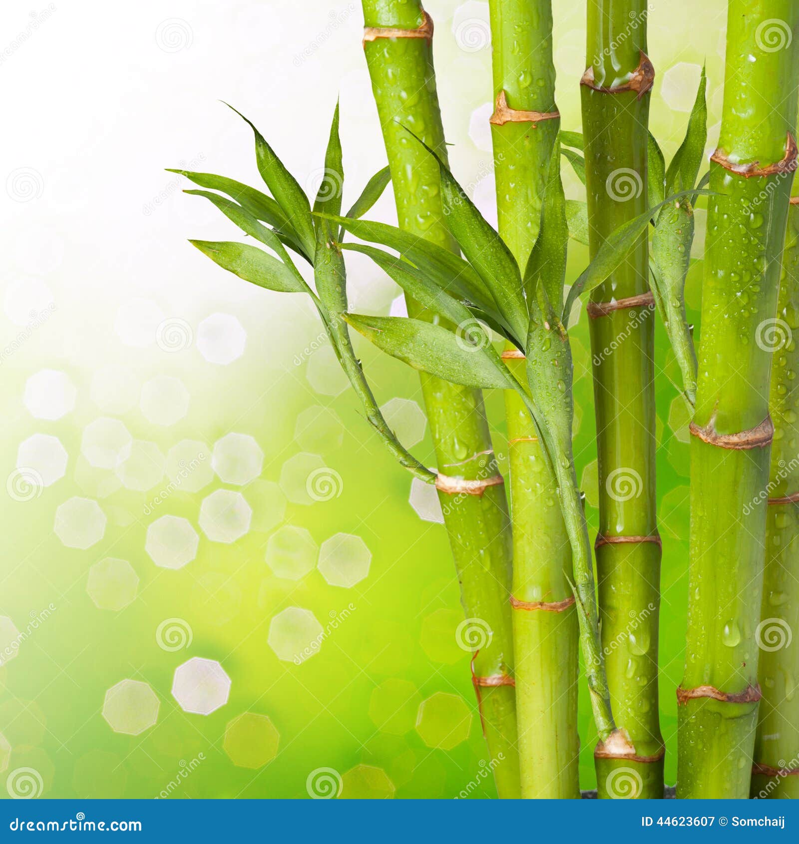 Fresh Bamboo stock image. Image of cultivated, jungle 44623607