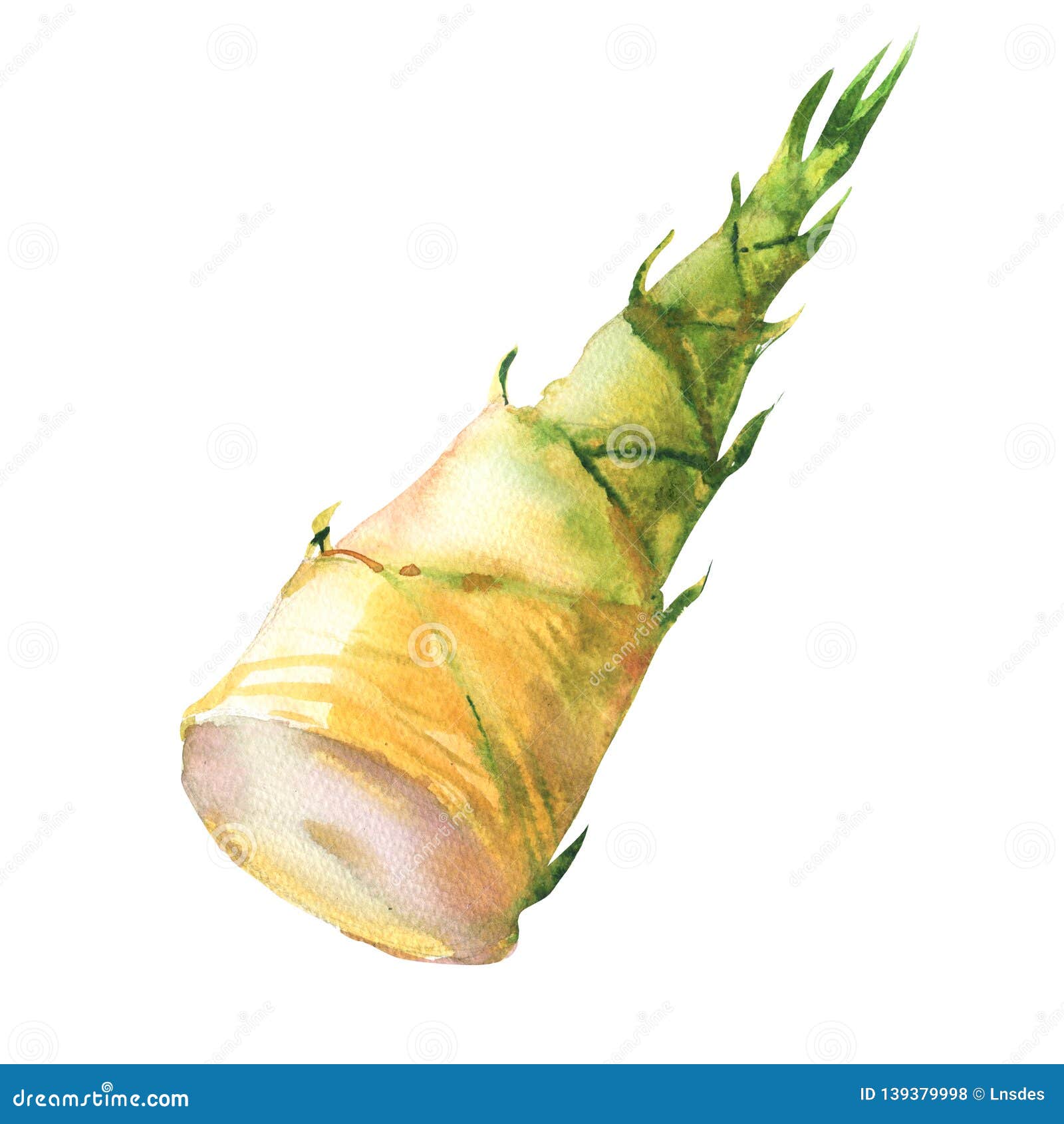 Fresh Bamboo Shoot , Vegetarian Food, Spring Young Bamboo, Hand Drawn Watercolor Illustration on