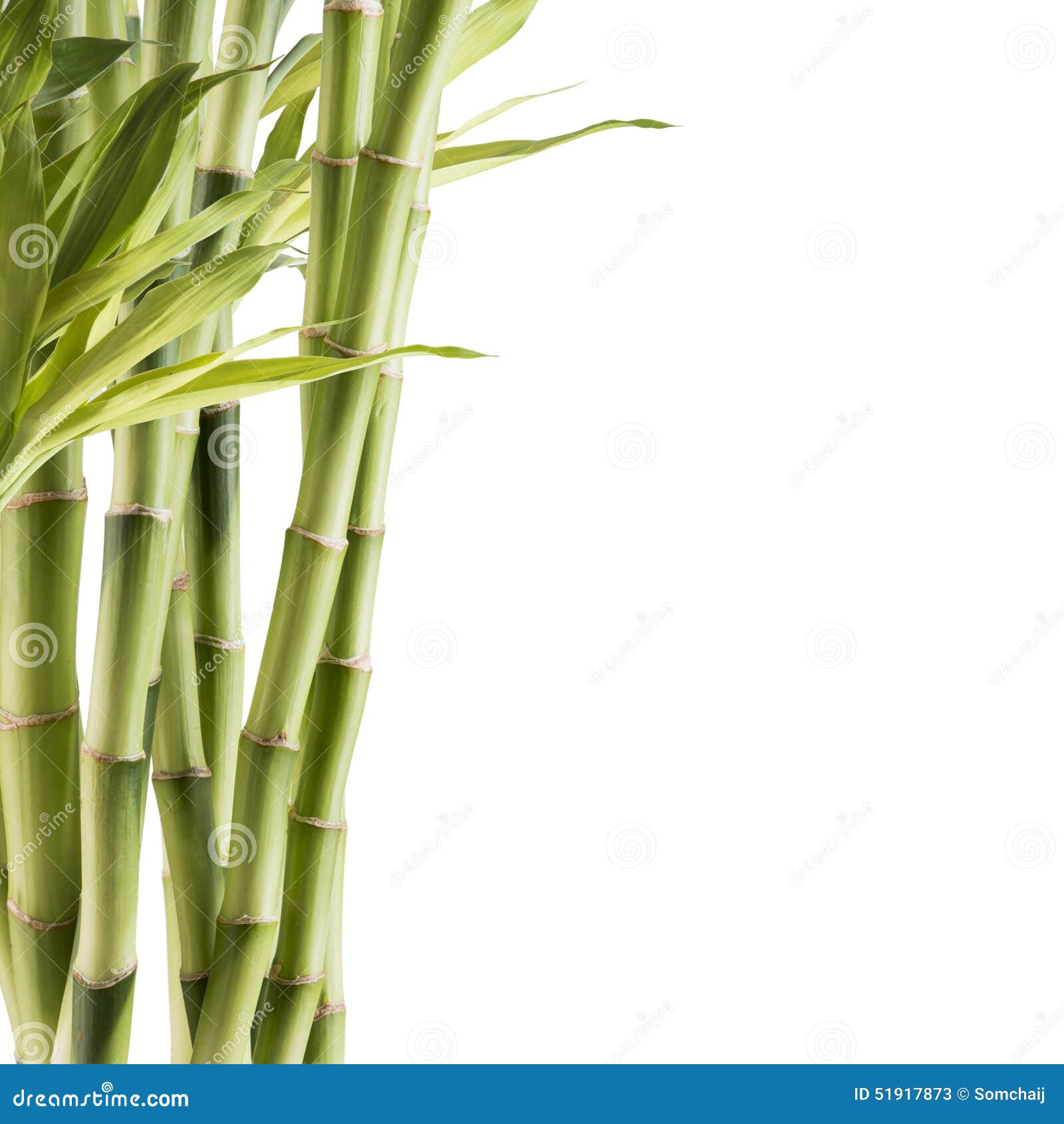 Fresh Bamboo stock image. Image of asia, leaf, feng, life 51917873