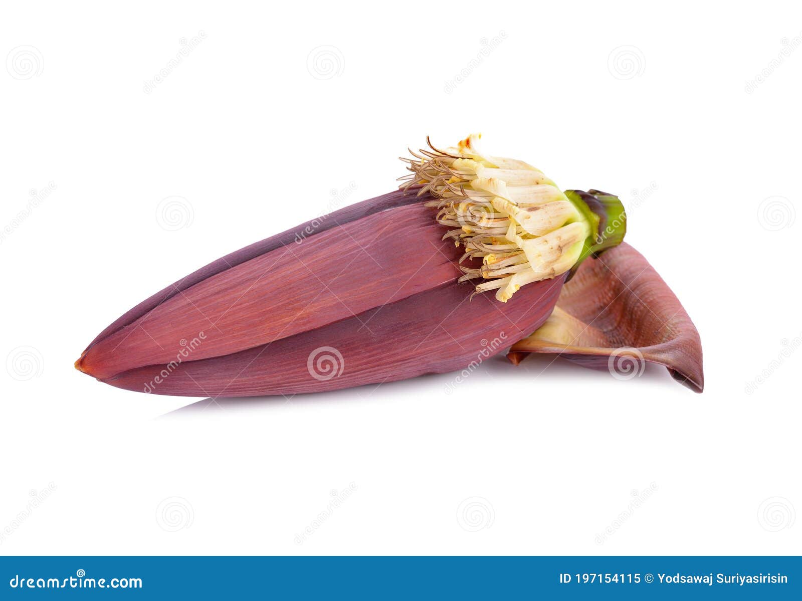 Fresh Banana Blossom Edible on with Background Stock Image Image of