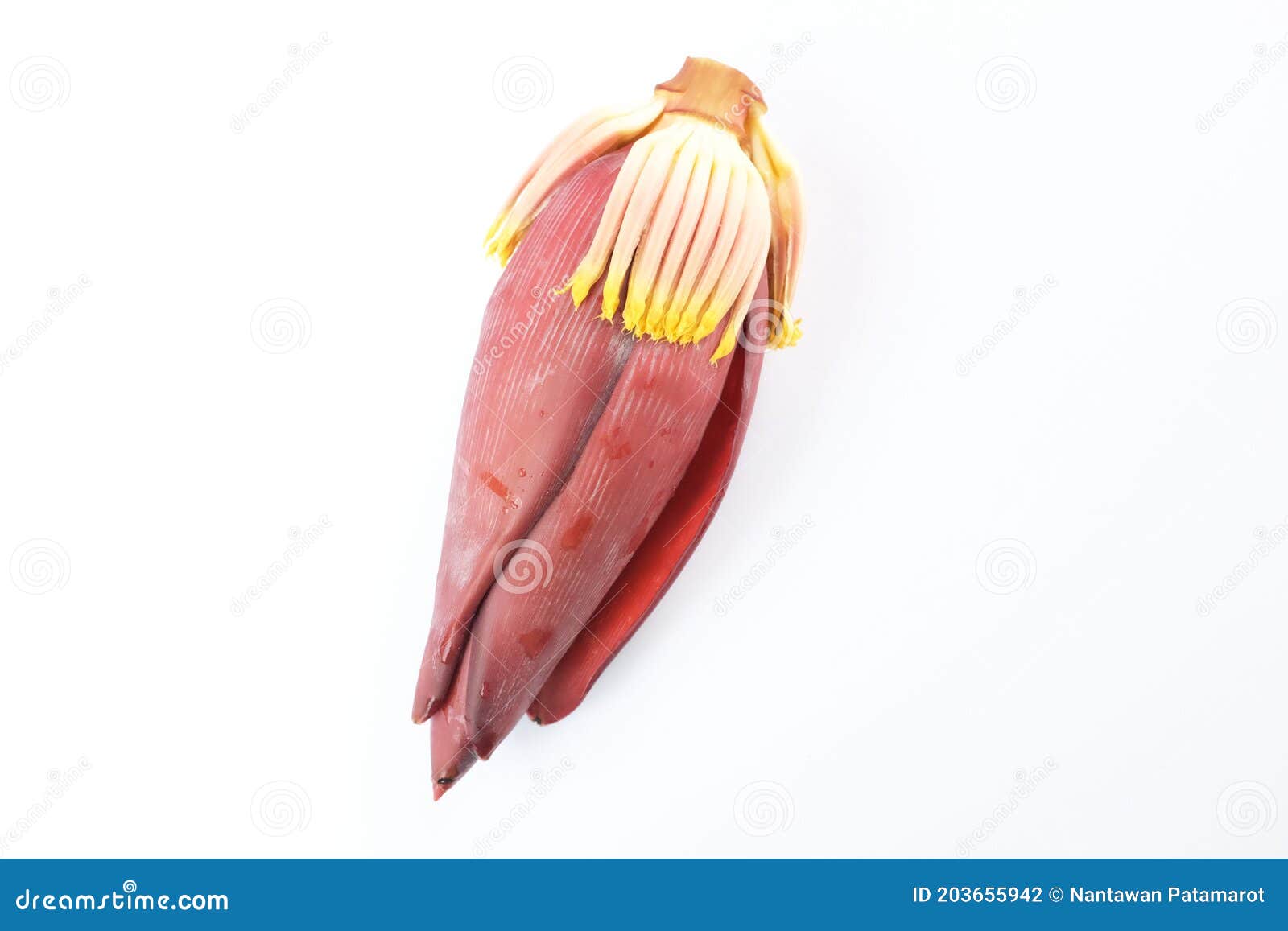 fresh banana blossom isolate on white background
