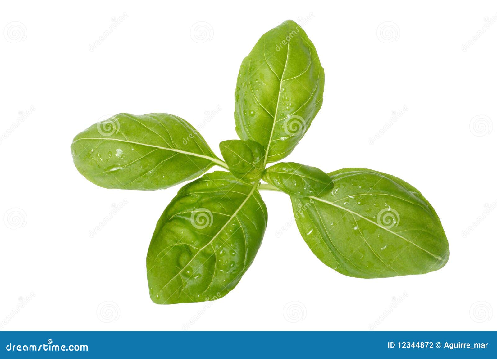 Fresh Basil stock photo. Image of flavour, fresh, seasoning 12344872