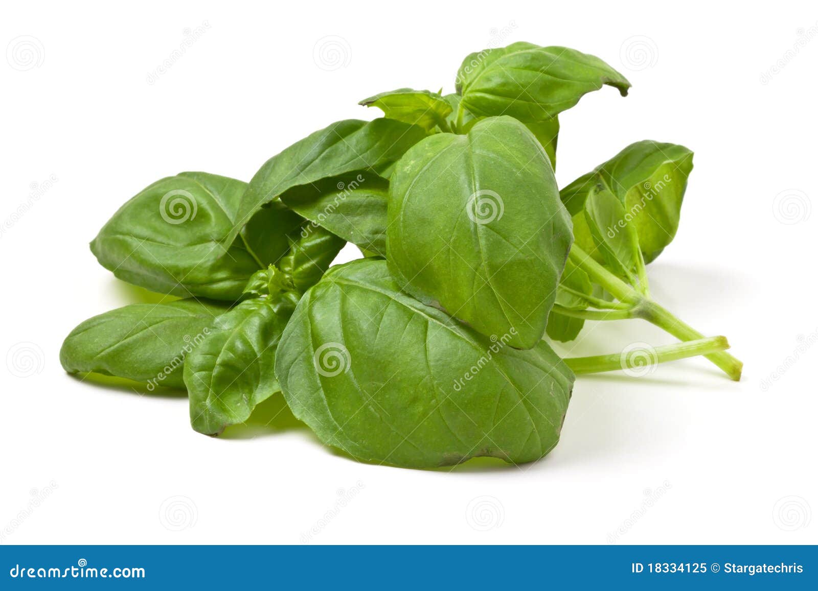 Fresh Basil Leaves RoyaltyFree Stock Photo 42650247