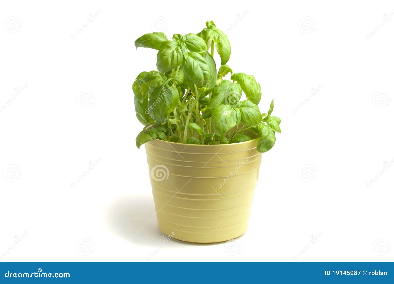 Fresh basil stock image. Image of background, potted 19145987