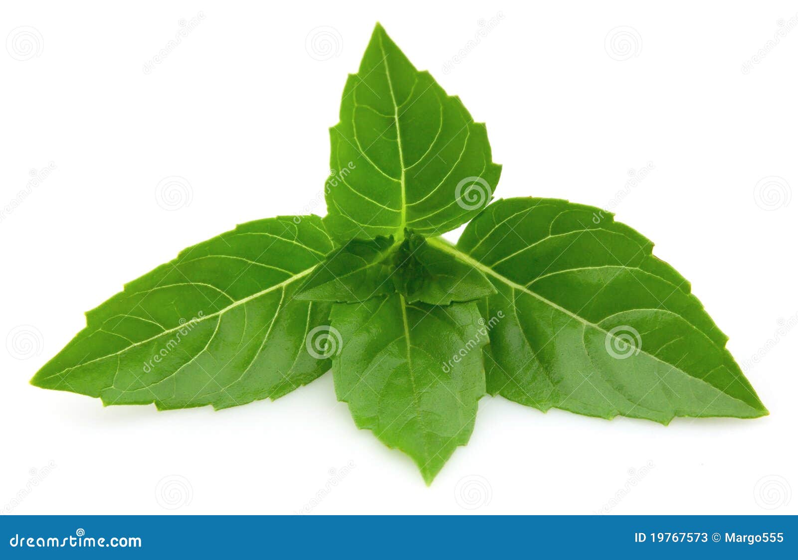 Fresh basil stock image. Image of isolated, white, herbal 19767573