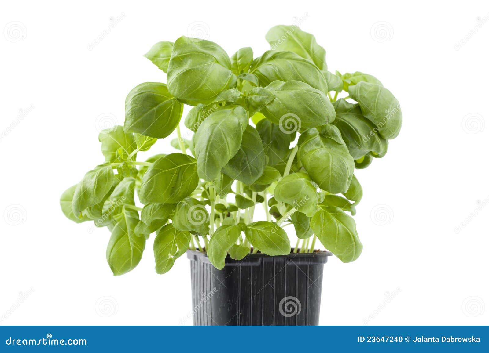 Fresh basil stock photo. Image of green, ingredient, macro 23647240
