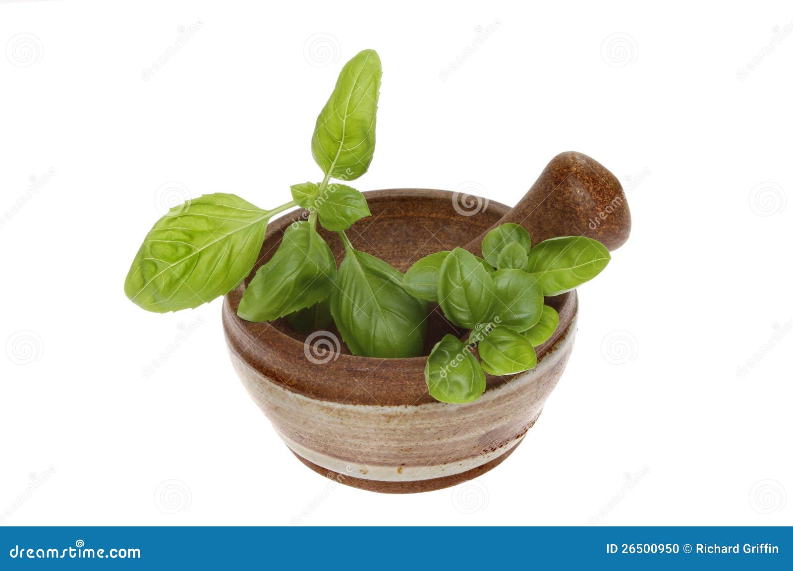 Fresh basil stock photo. Image of isolated, seasoning 26500950