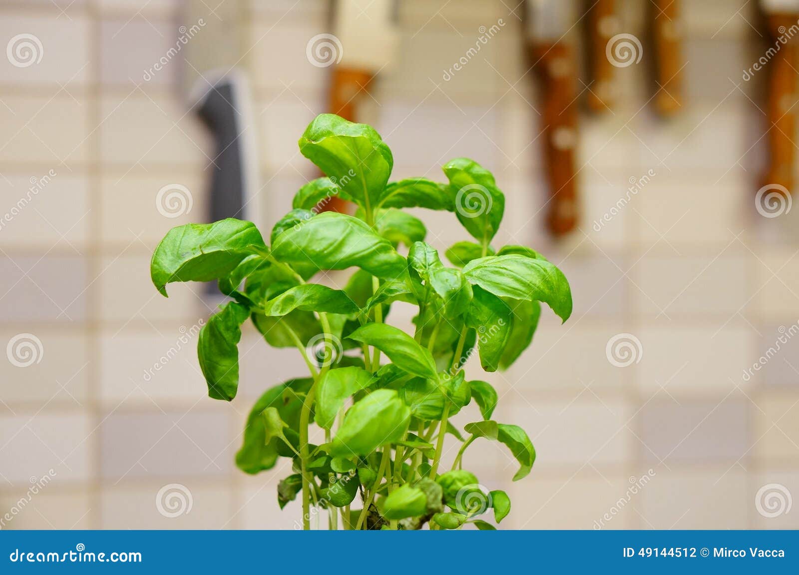 Fresh basil stock photo. Image of natural, basil, vegetable 49144512