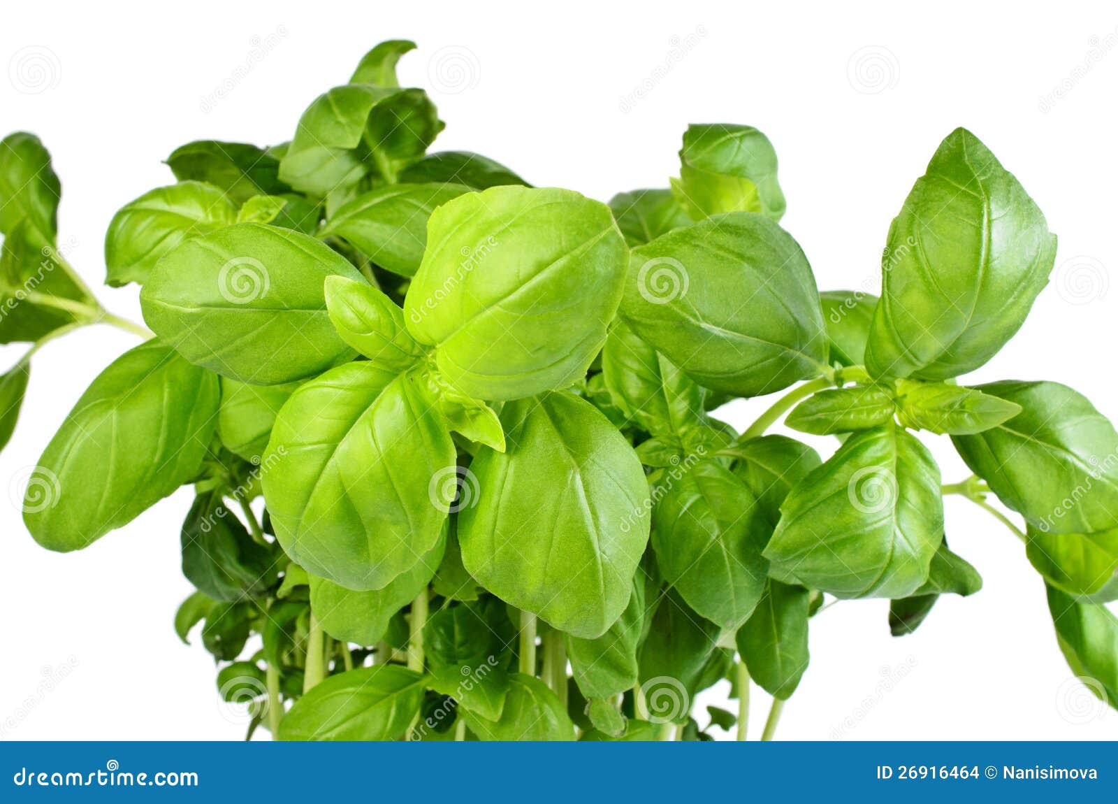 Fresh Basil Growing from Pot Stock Photo Image of food, object 26916464