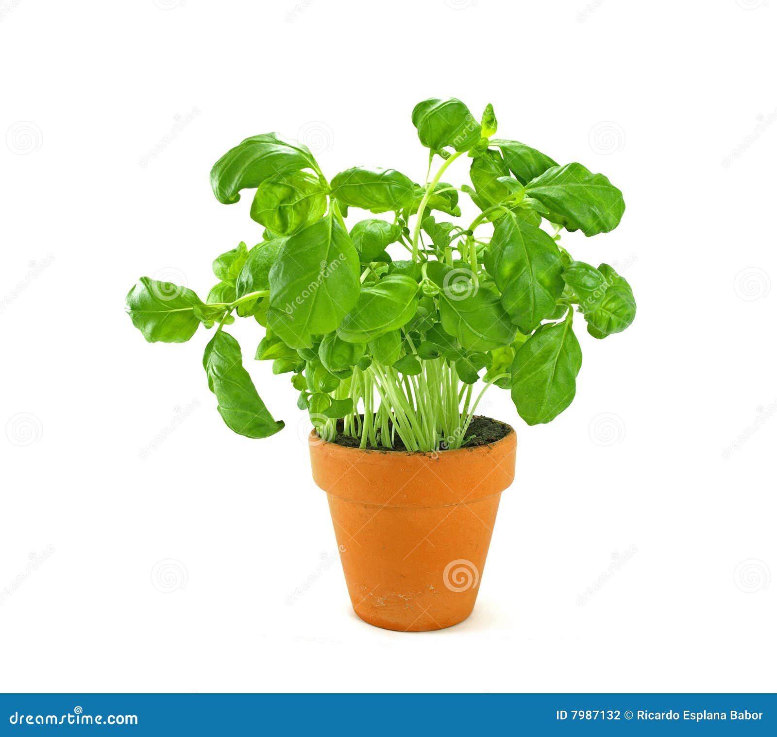 Fresh basil herb stock photo. Image of spice, basilica 7987132