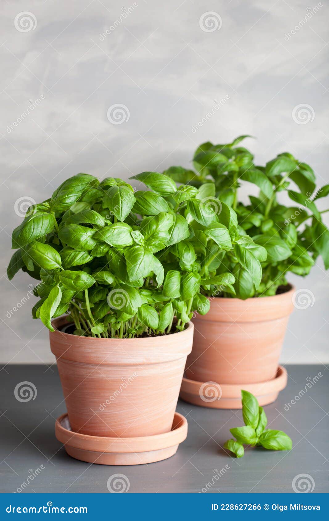 Fresh Basil Herb in Terracotta Flowerpot Stock Photo Image of kitchen