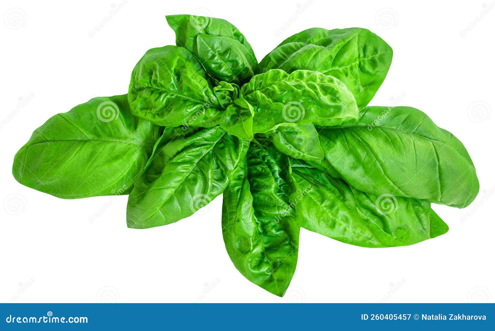Fresh Basil Leaf Isolated on White Background, Close Up. Basil Herb