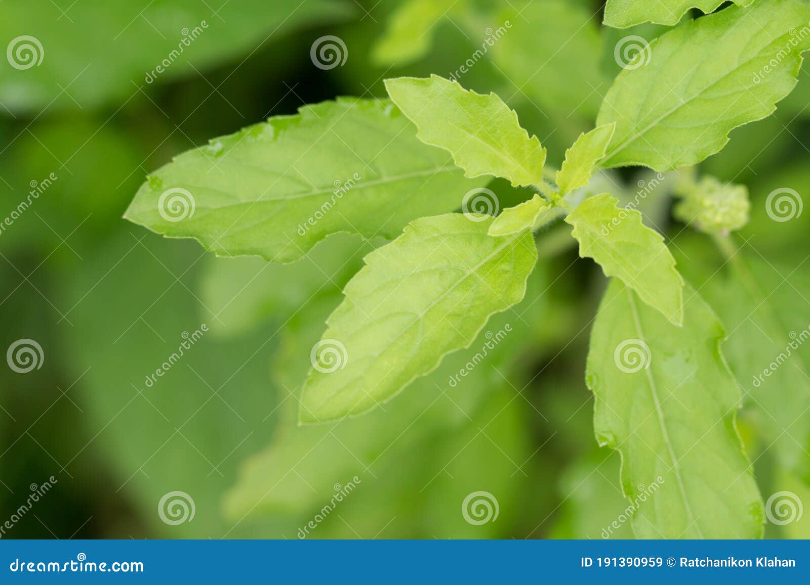 Fresh basil leaves stock image. Image of cuisine, culinary 191390959
