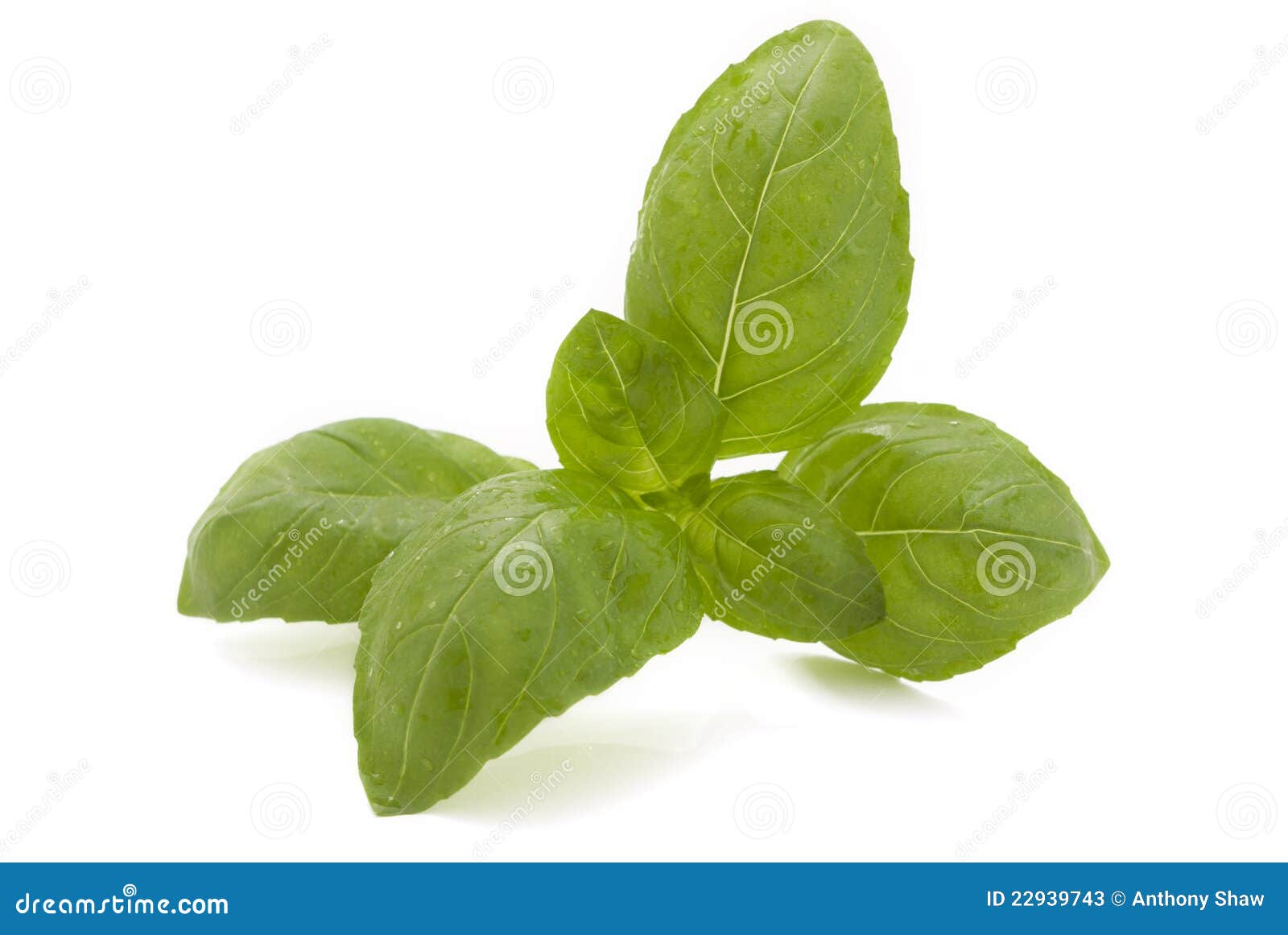 Fresh basil leaves stock image. Image of delicious, flavor 22939743