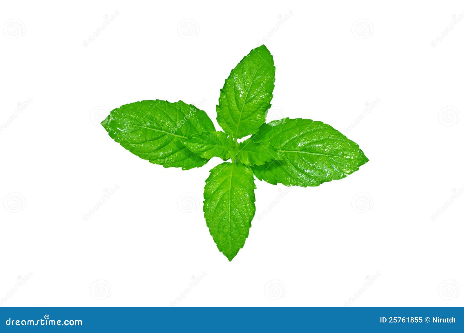 Fresh basil leaves stock image. Image of green, delicious 25761855