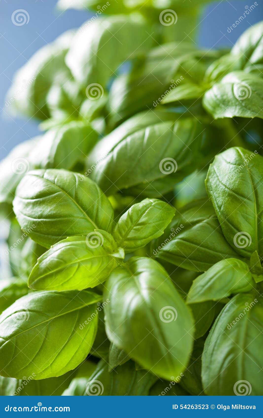 Fresh Basil Leaves Herb Background Stock Image Image of organic