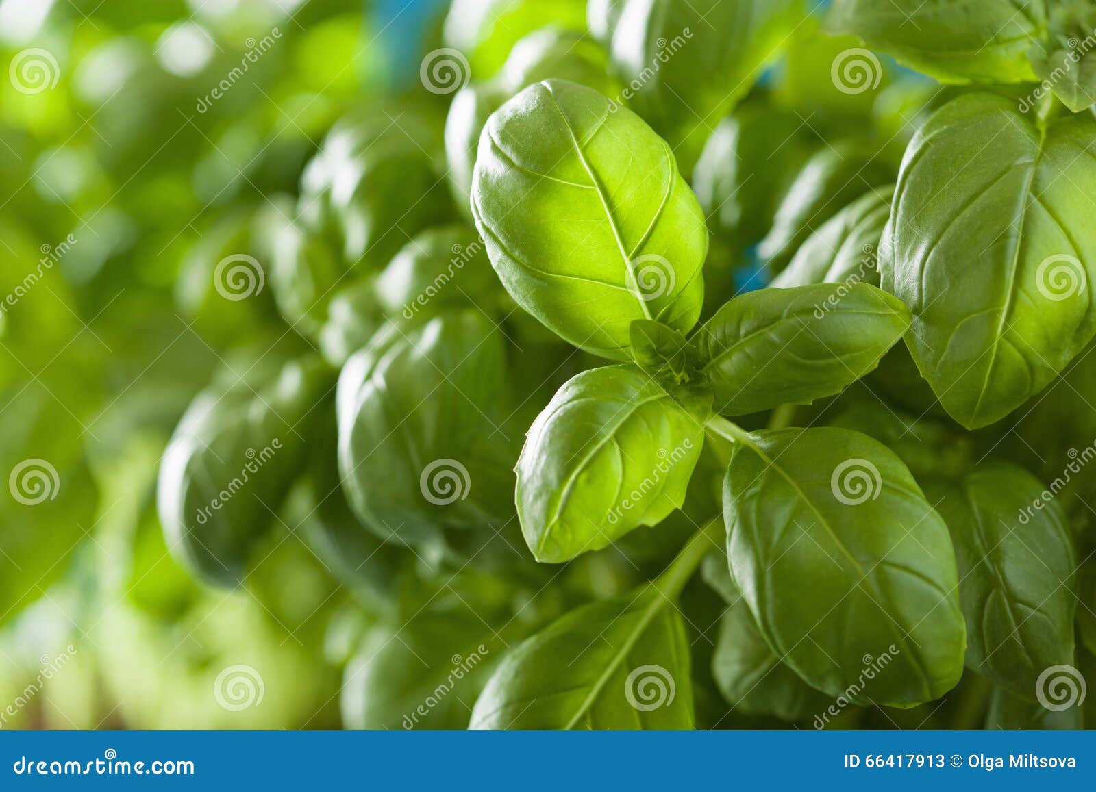 Fresh Basil Leaves Herb Background Stock Image Image of plant