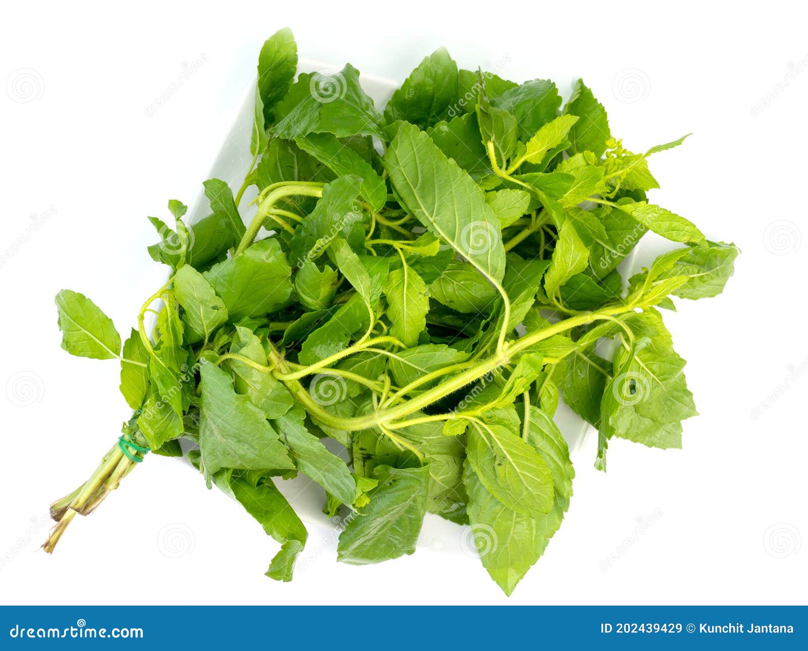 Fresh basil leaves stock image. Image of group, ingredients 202439429