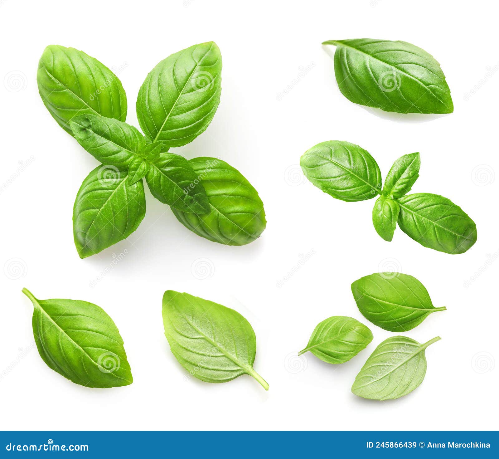 Fresh Basil Leaves Isolated on White Stock Image Image of leaves