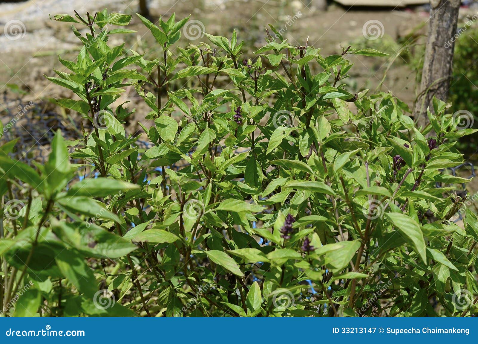 Fresh basil leaves. stock image. Image of natural, plant 33213147