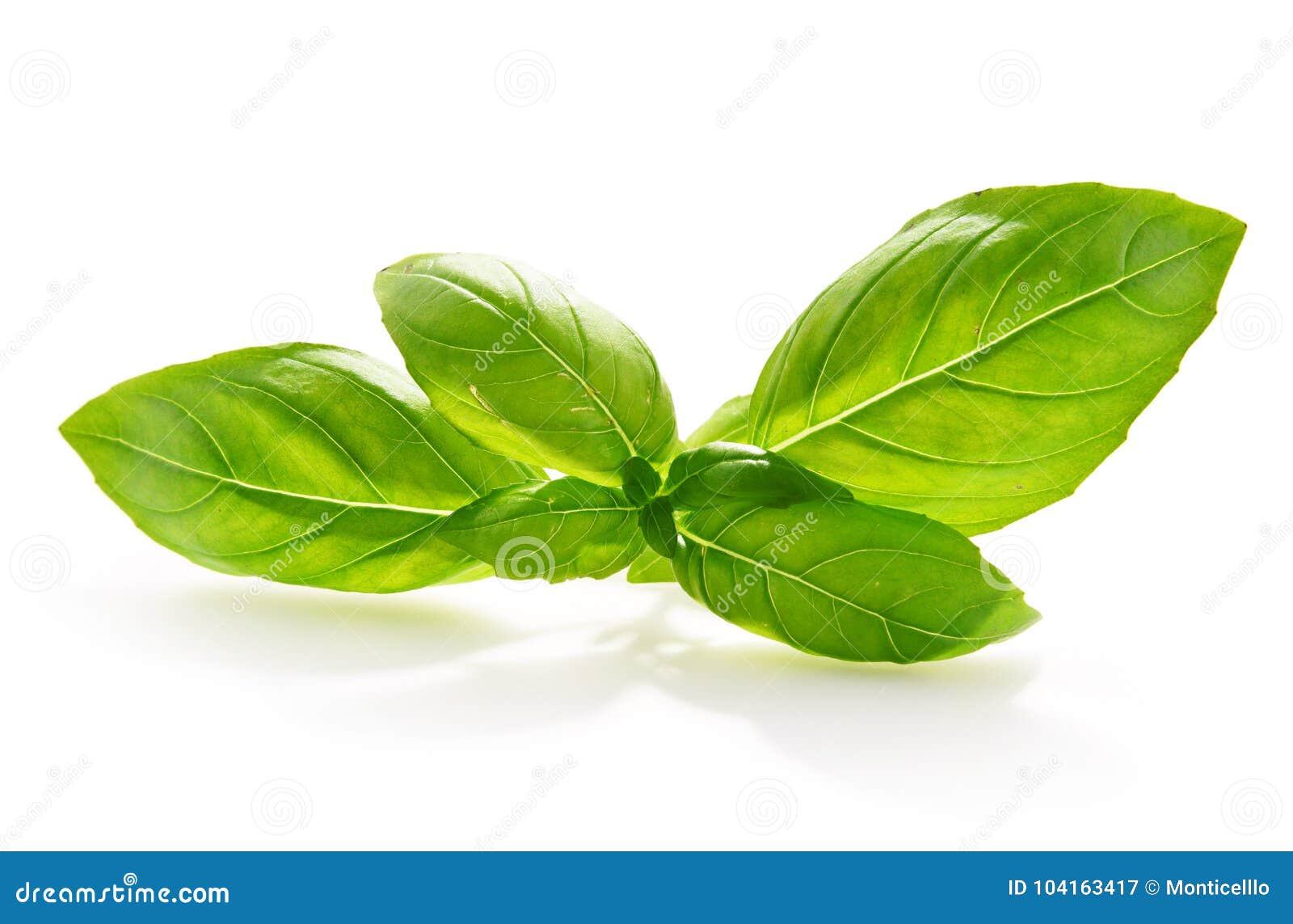 Fresh Basil Leaves on White Background. Stock Image Image of grocery