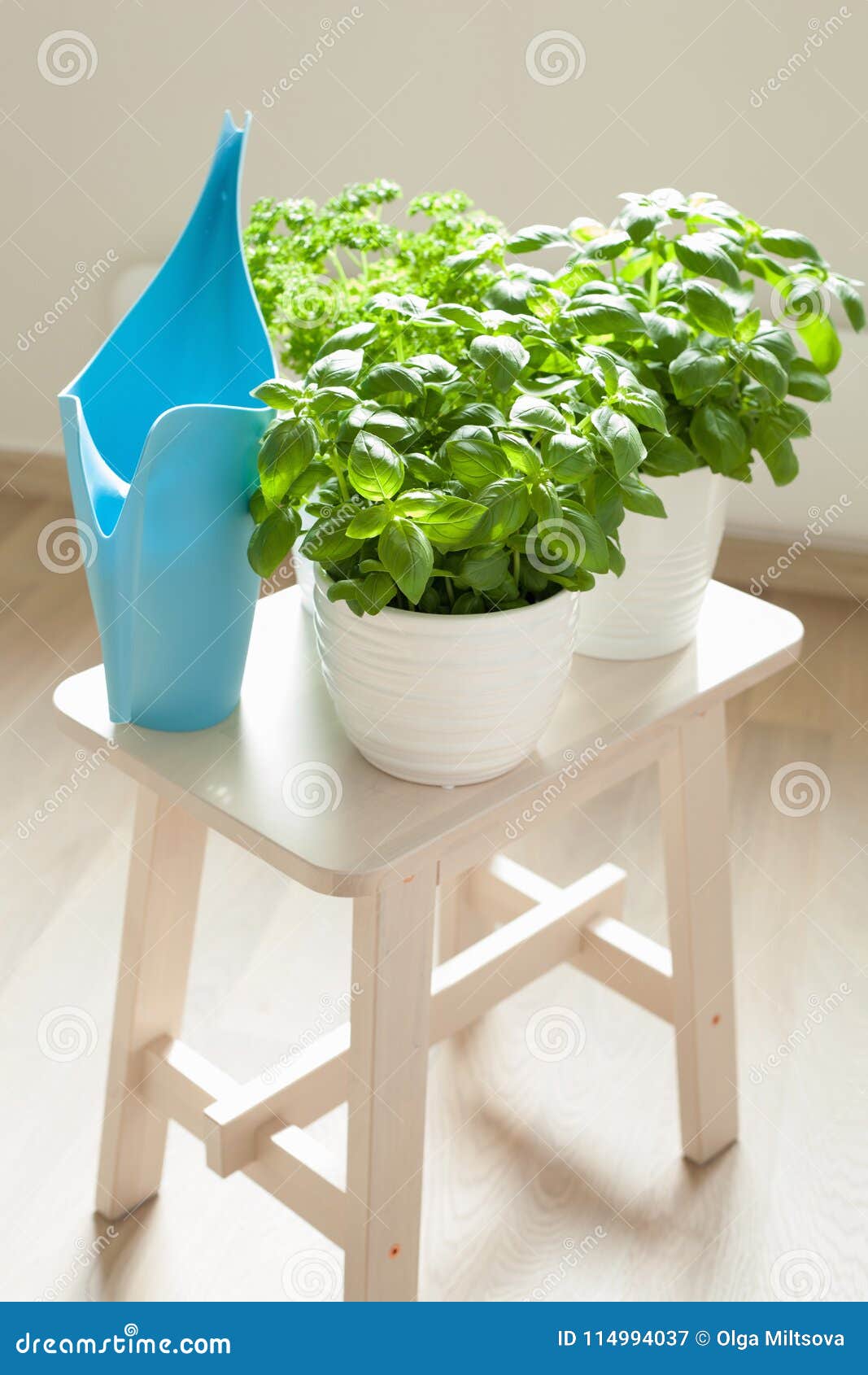 Fresh Basil and Parsley Herb in Flowerpots Stock Image Image of herb, health 114994037