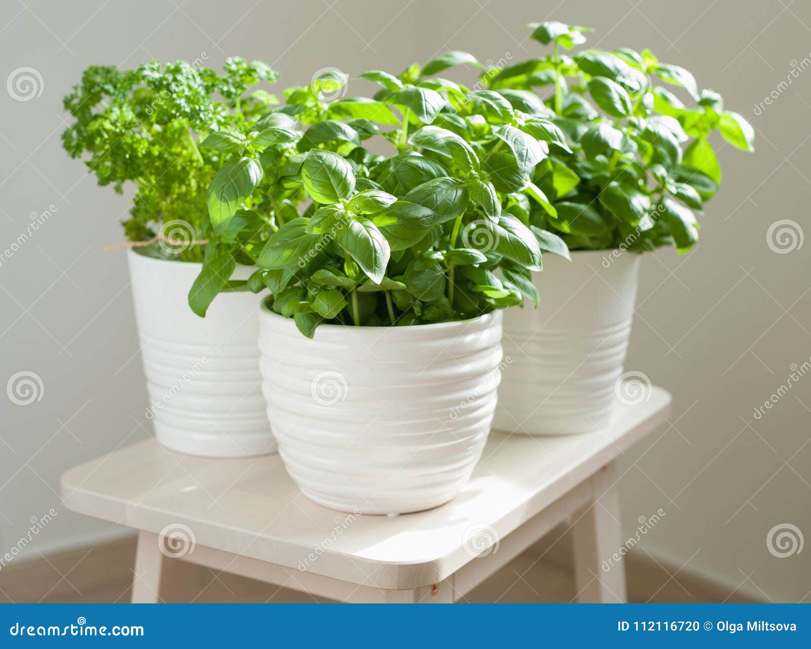 Fresh Basil and Parsley Herb in Pot Stock Photo Image of indoors