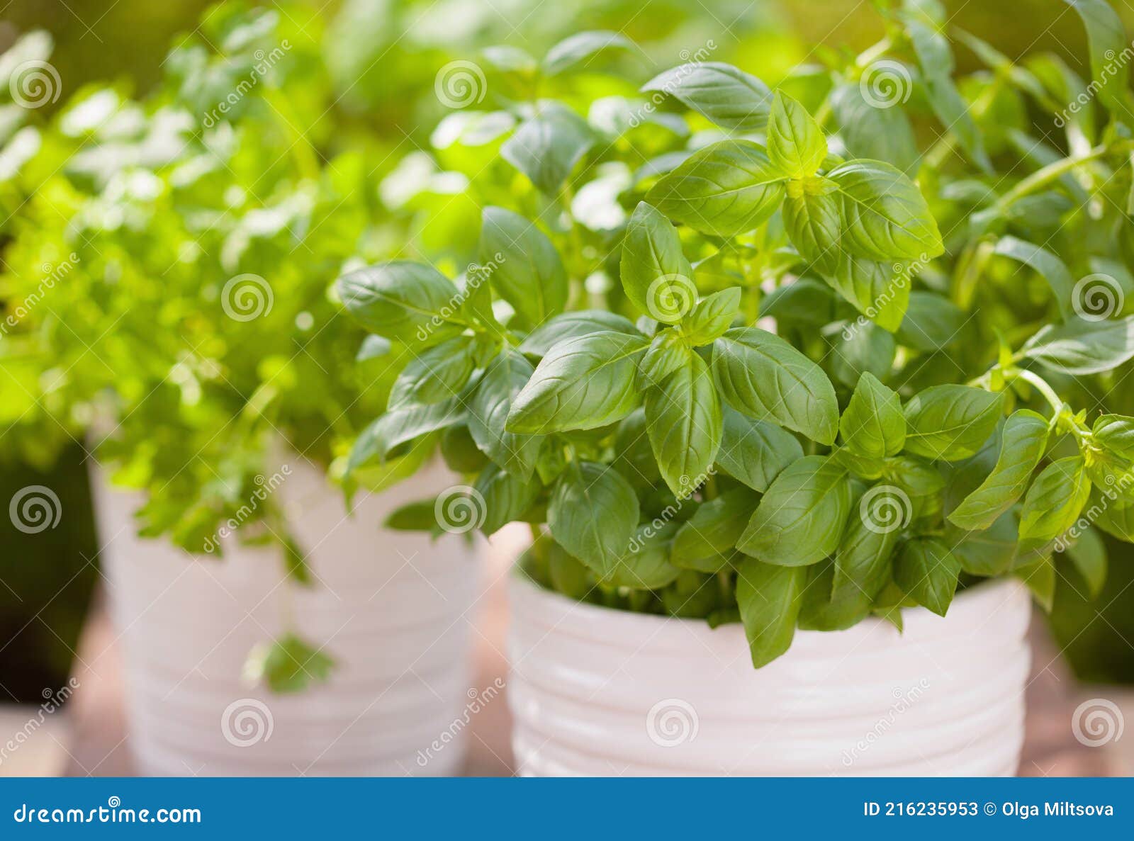 Fresh Basil Parsley Mint Herbs in Garden Stock Image Image of scented
