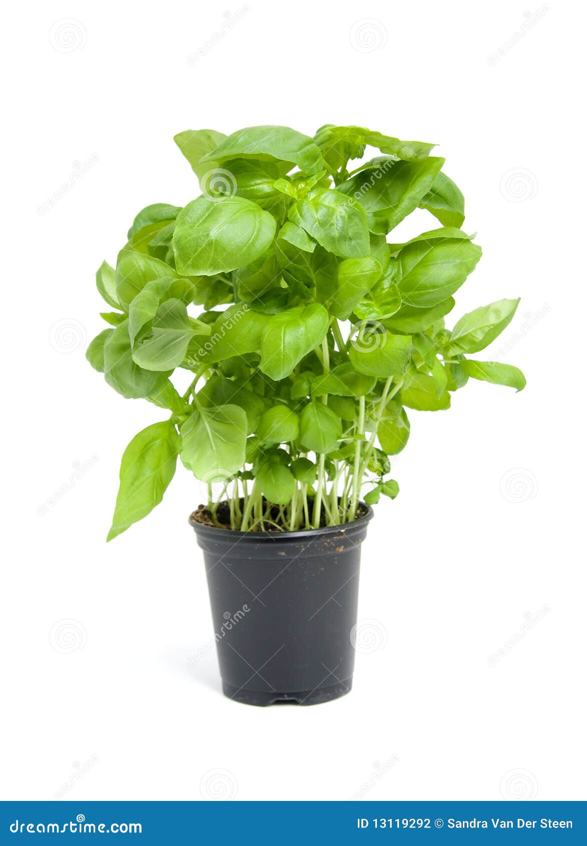 Fresh basil plant stock photo. Image of fresh, aromatic 13119292