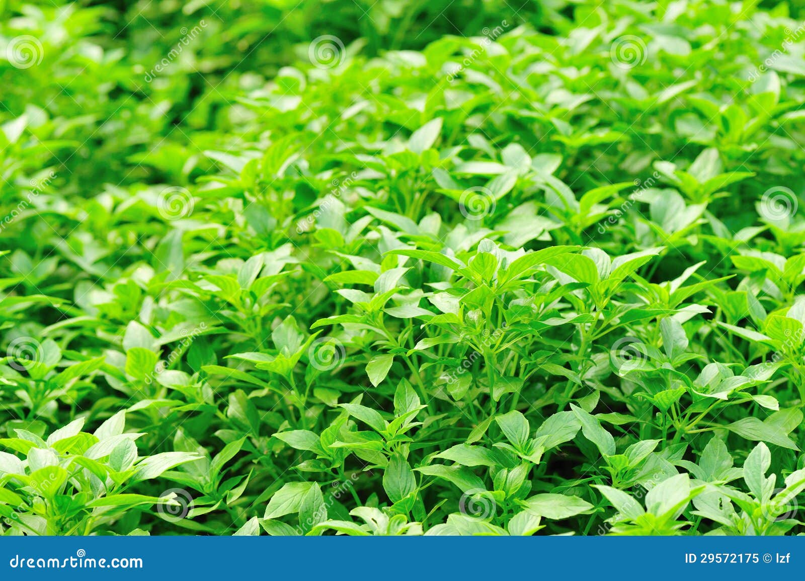 Fresh basil plant stock image. Image of eastern, organic 29572175
