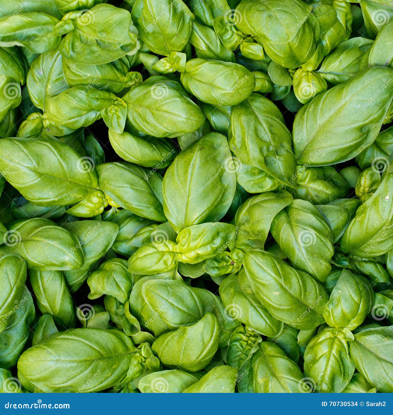 Fresh basil, plant. stock photo. Image of basil, nature 70730534