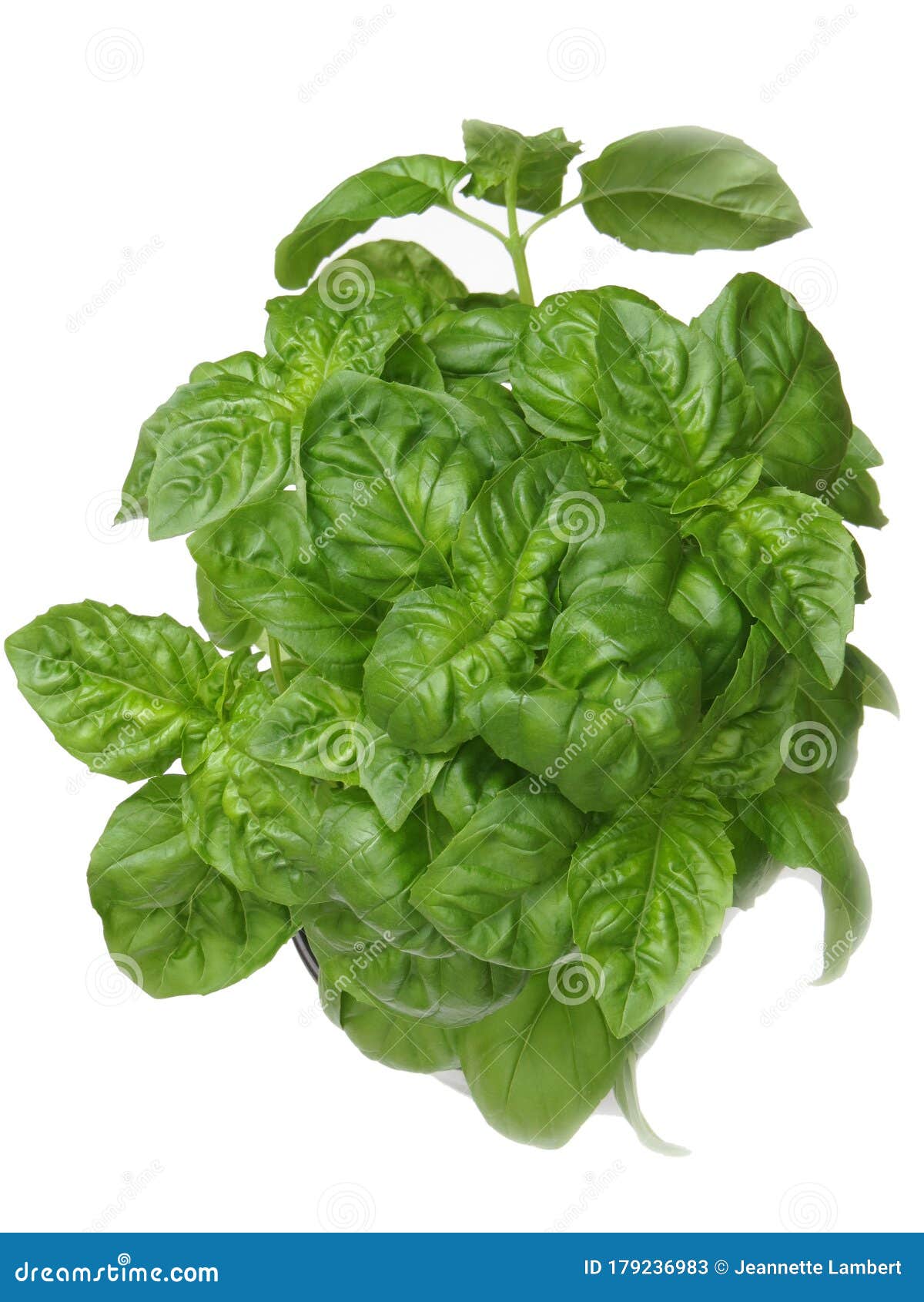 Fresh basil in a pot stock image. Image of plant, vegetable 179236983