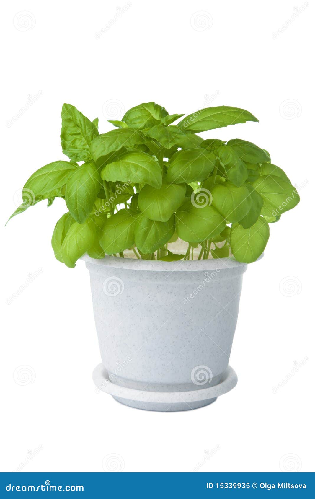 Fresh Basil in Pot Isolated Stock Image Image of delicious, garden