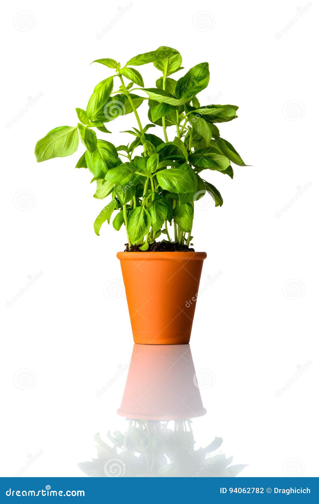 Fresh Basil in Pot Isolated on White Background Stock Photo Image of