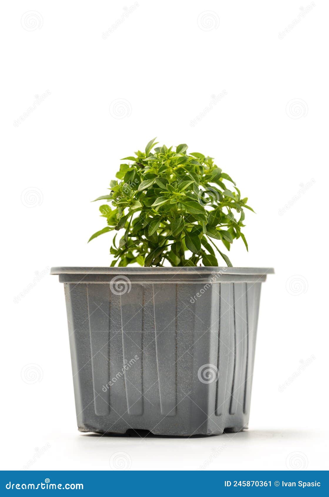 Fresh basil in a pot stock image. Image of freshness 245870361