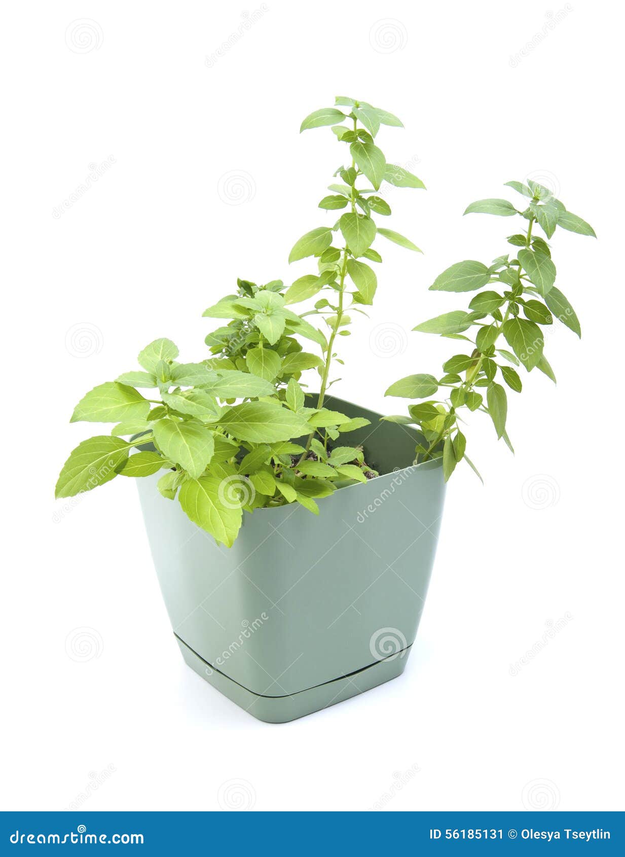 Fresh basil in a pot. stock image. Image of food, growing 56185131