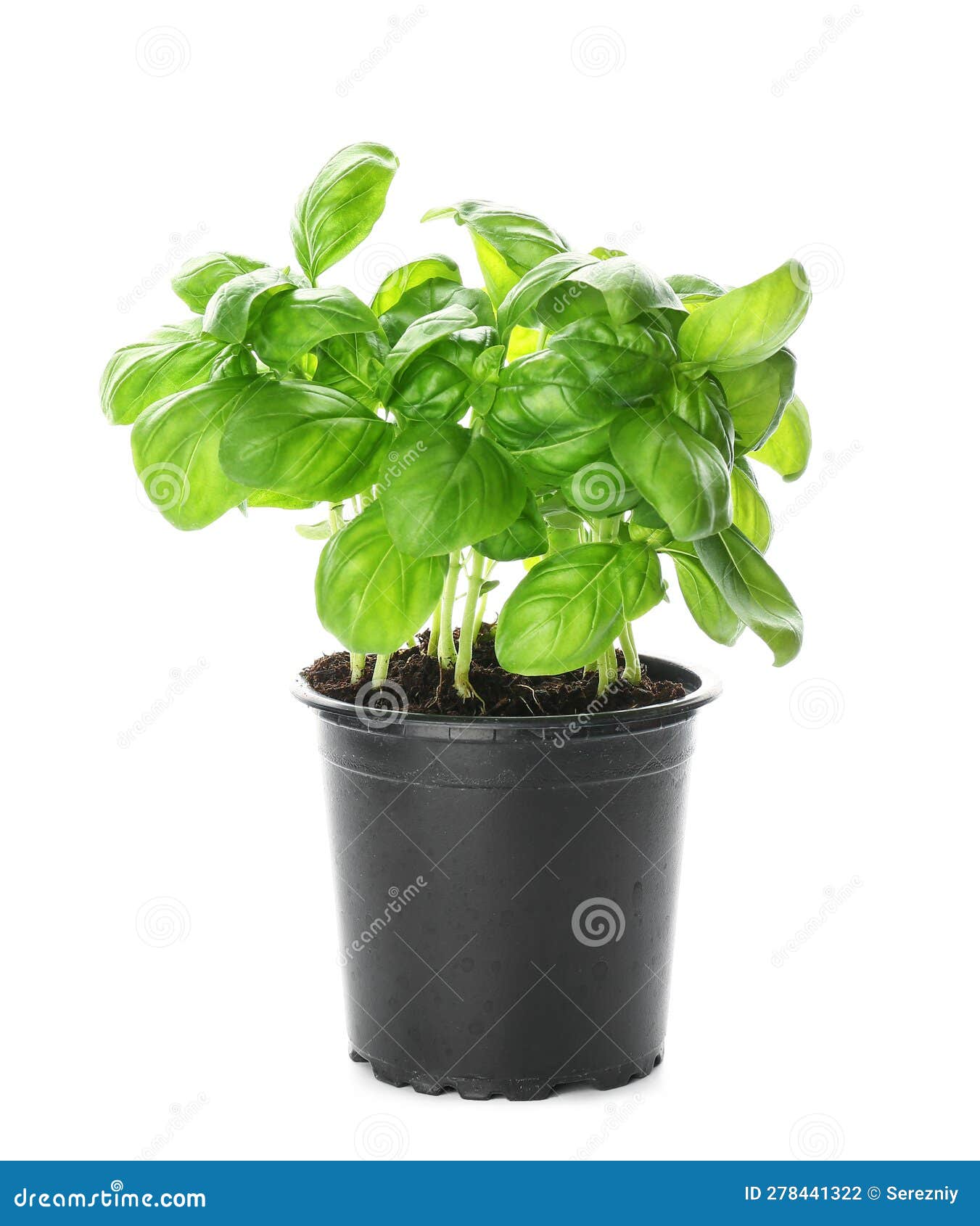 Fresh Basil in Pot on White Background Stock Photo Image of