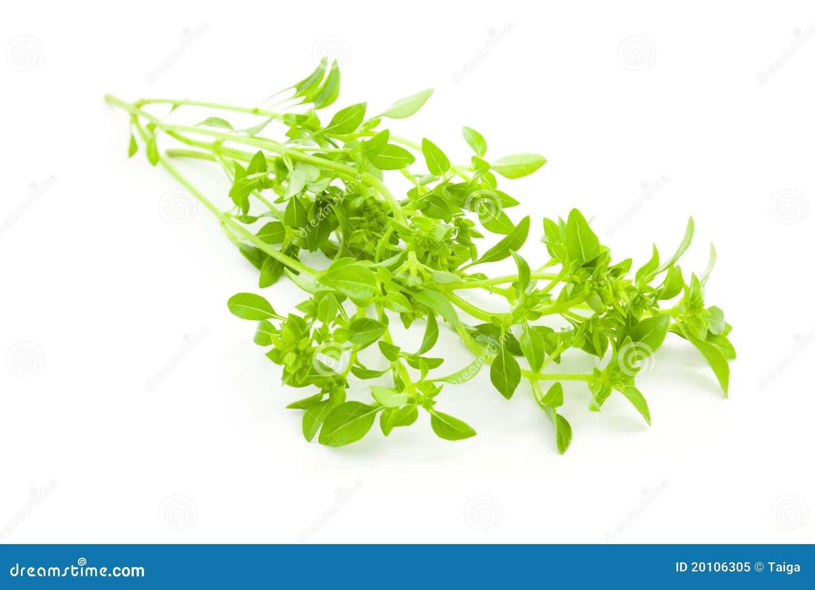 Fresh Basil / Spice Herb on White Background Stock Image Image of
