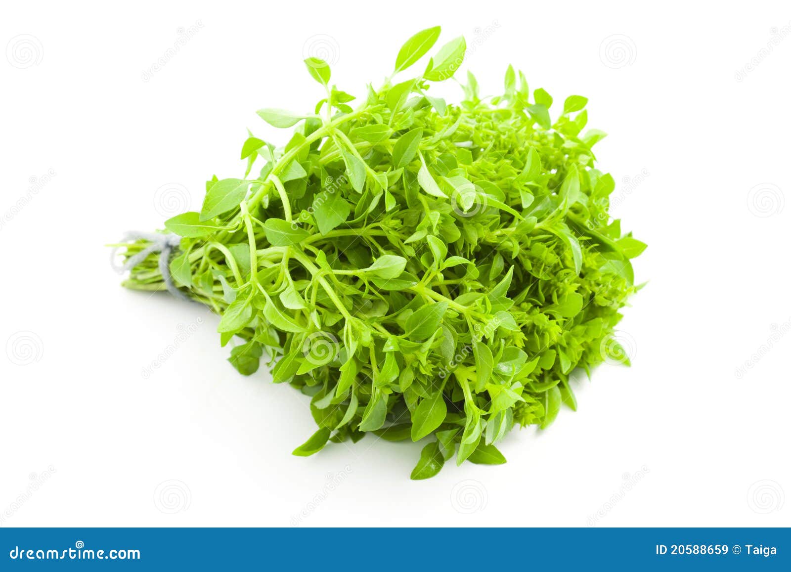Fresh Basil / Spice Herb on White Background Stock Image Image of